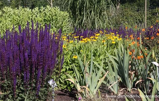 Garten-Blüten-Salbei 'Caradonna'