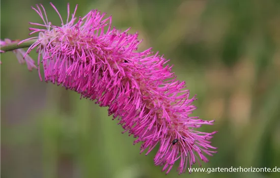 Japanischer Wiesenknopf