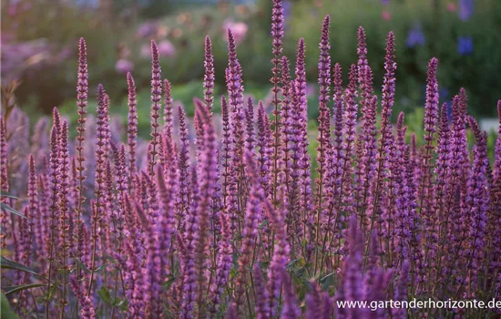 Garten-Blüten-Salbei 'Amethyst'