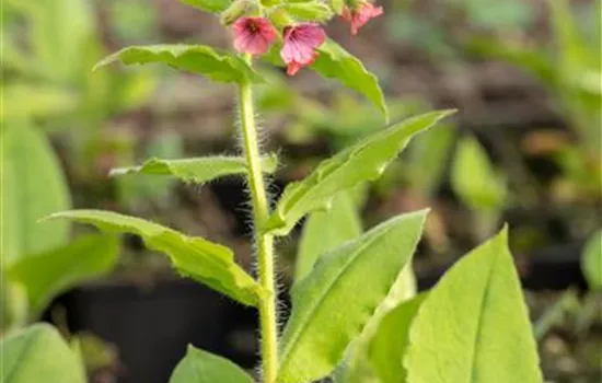 Rotblühendes Garten-Lungenkraut 'Redstart'