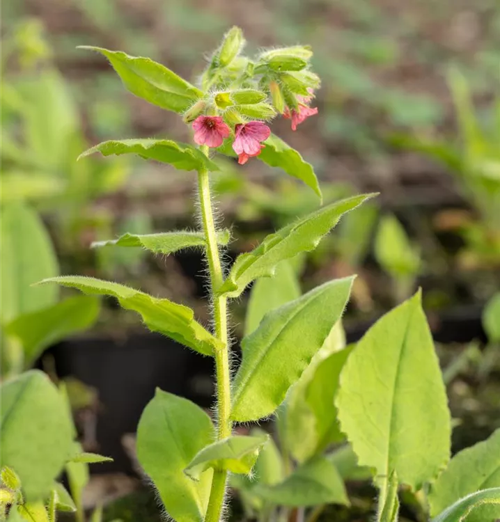 Pulmonaria rubra 'Redstart'