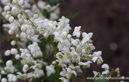 Garten-Wiesenraute 'Splendide White'®