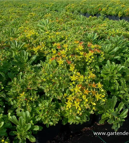 Sedum floriferum 'Weihenstephaner Gold'