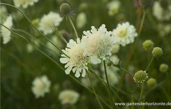 Garten-Krätzkraut 'Moon Dance'