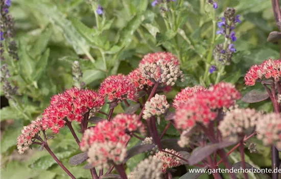 Großes Garten-Fettblatt 'Red Cauli'®