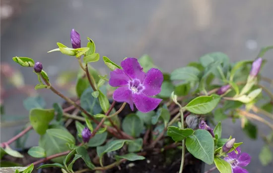 Rotblühendes Immergrün 'Atropurpurea'