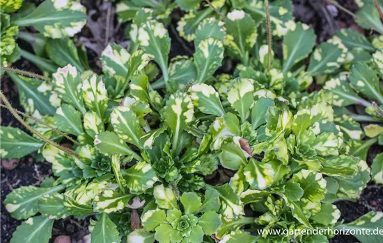 Bastard-Garten-Porzellanblümchen 'Aureopunctata'