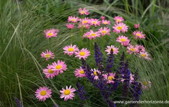 Bunte Margerite