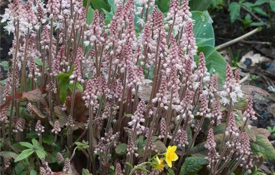 Zipfelblättrige Garten-Schaumblüte 'Pink Skyrocket'