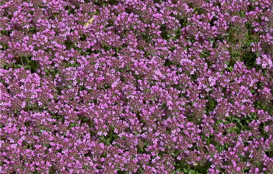 Garten-Thymian 'Coccineus'