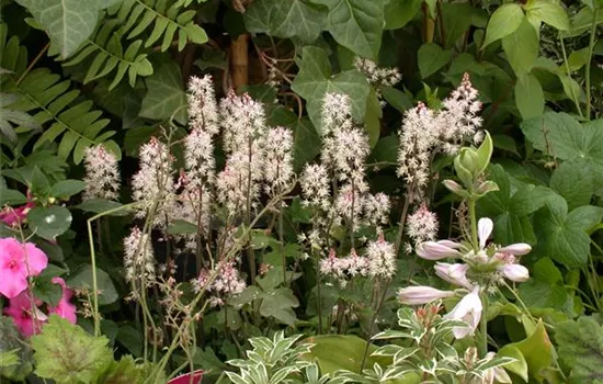 Zipfelblättrige Garten-Schaumblüte