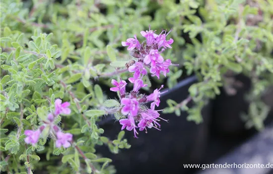 Bressingham-Garten-Thymian 'Bressingham Seedling'