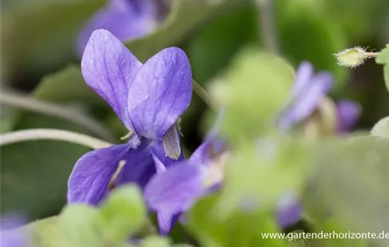 Garten-Duft-Veilchen 'Königin Charlotte'