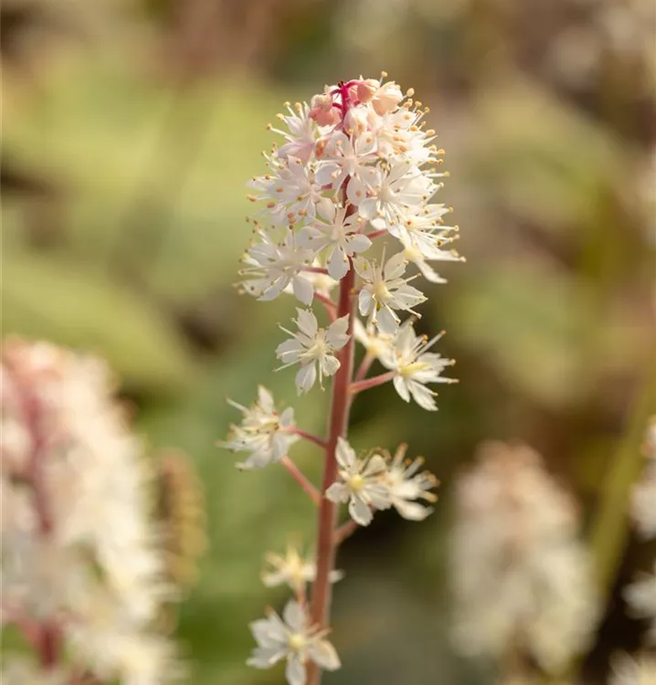 Tiarella wherryi