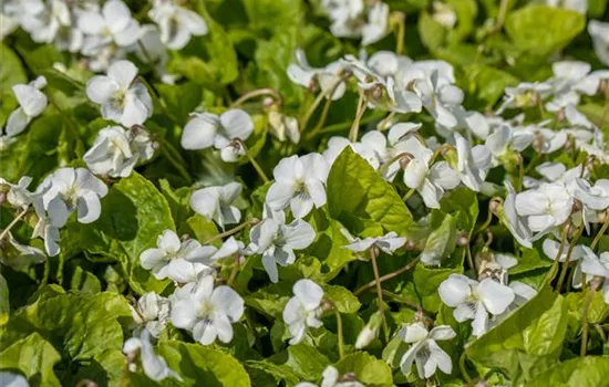 Weißes Pfingst-Veilchen 'Albiflora'