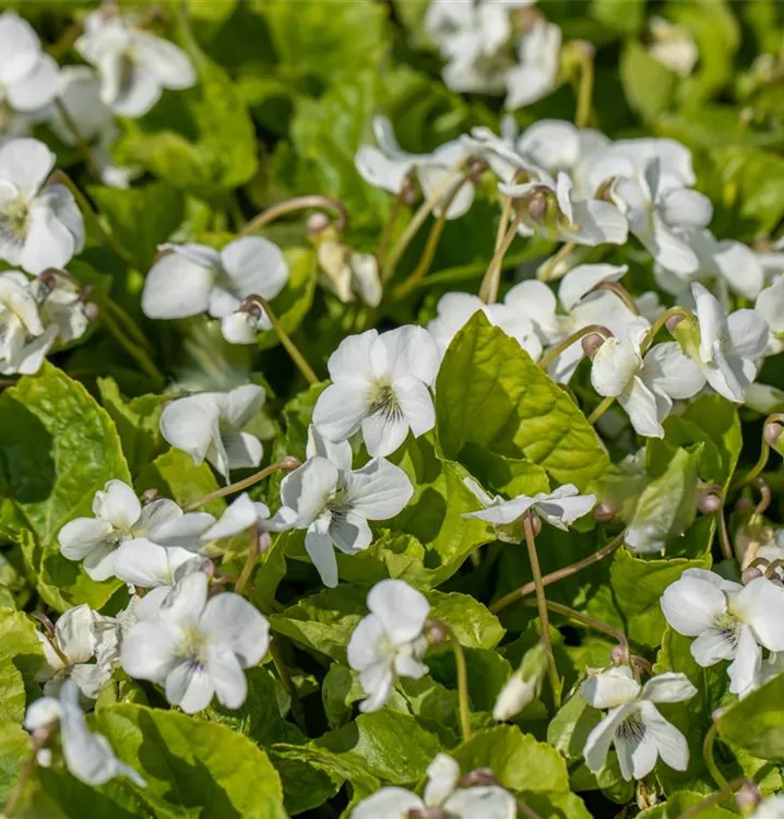 Viola sororia 'Albiflora'