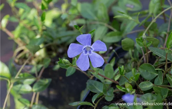 Kleinblättriges Garten-Immergrün 'Josefine'®