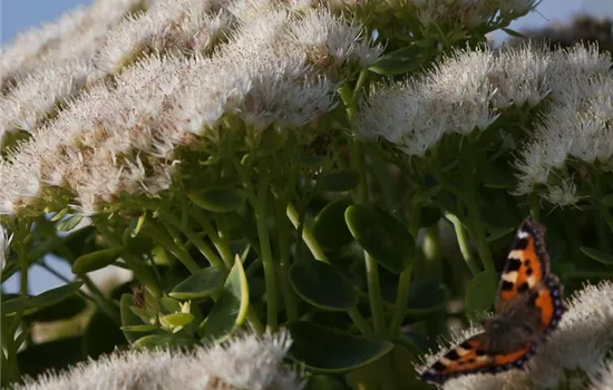 Prächtiges Garten-Fettblatt 'Stardust'