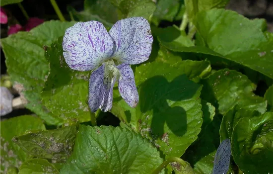 Garten-Pfingst-Veilchen 'Freckles'