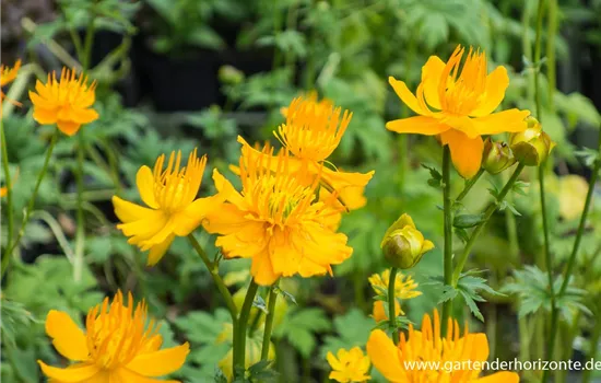 Garten-Trollblume 'Golden Queen'