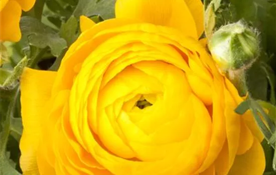 Ranunculus asiaticus, gelb