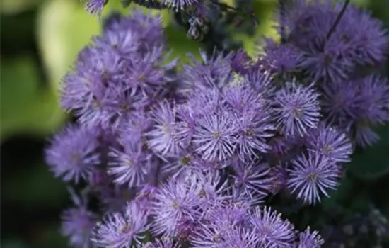 Akeleiblättrige Wiesenraute