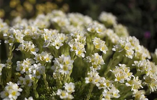 Garten-Elfenbein-Steinbrech 'Alba'