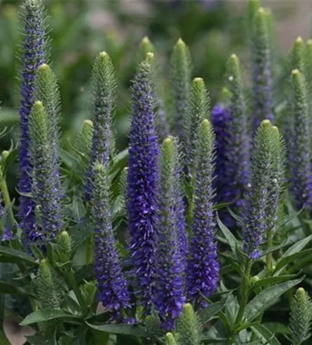 Veronica spicata 'Royal Candles Glory'