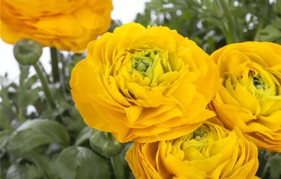 Ranunculus asiaticus, orange