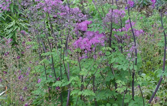 Akeleiblättrige Wiesenraute 'Black Stockings'