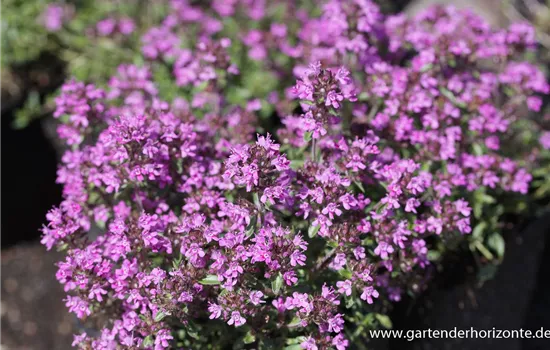 Garten-Thymian 'Red Carpet'