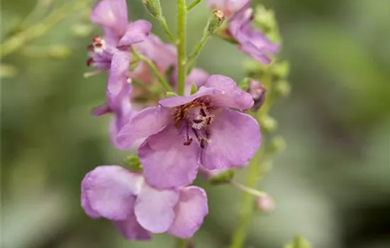 Garten-Purpur-Königskerze 'Violetta'