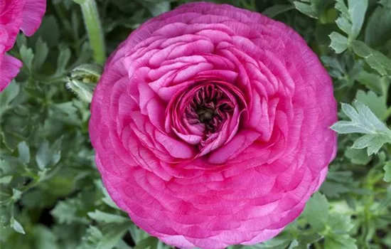 Ranunculus asiaticus, rosa