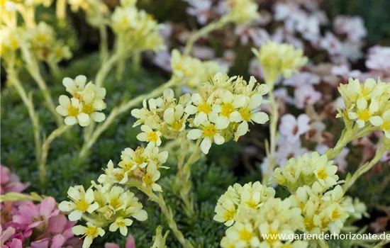 Garten-Elfenbein-Steinbrech 'Gregor Mendel'