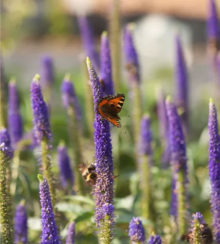 Langblättriger Garten-Ehrenpreis 'First Glory'