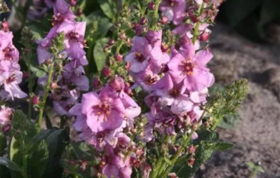 Garten-Königskerze 'Pink Domino'