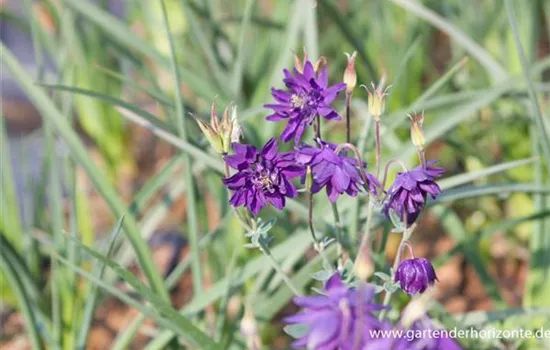 Garten-Akelei 'Blue Barlow'