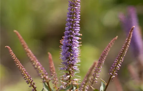 Garten-Kandelaberehrenpreis 'Cupid'