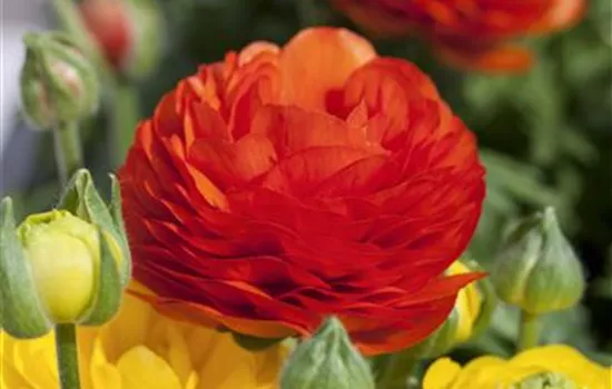 Ranunculus asiaticus, rot