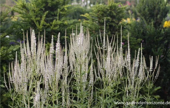 Garten-Kandelaberehrenpreis 'Diana'