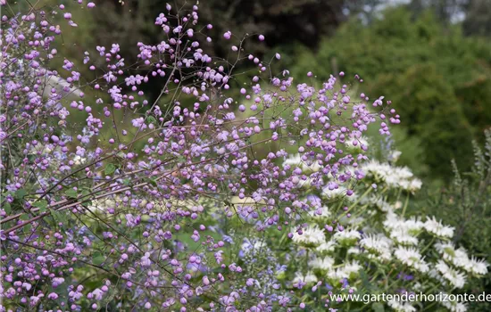 Garten-Wiesenraute 'Splendide'®