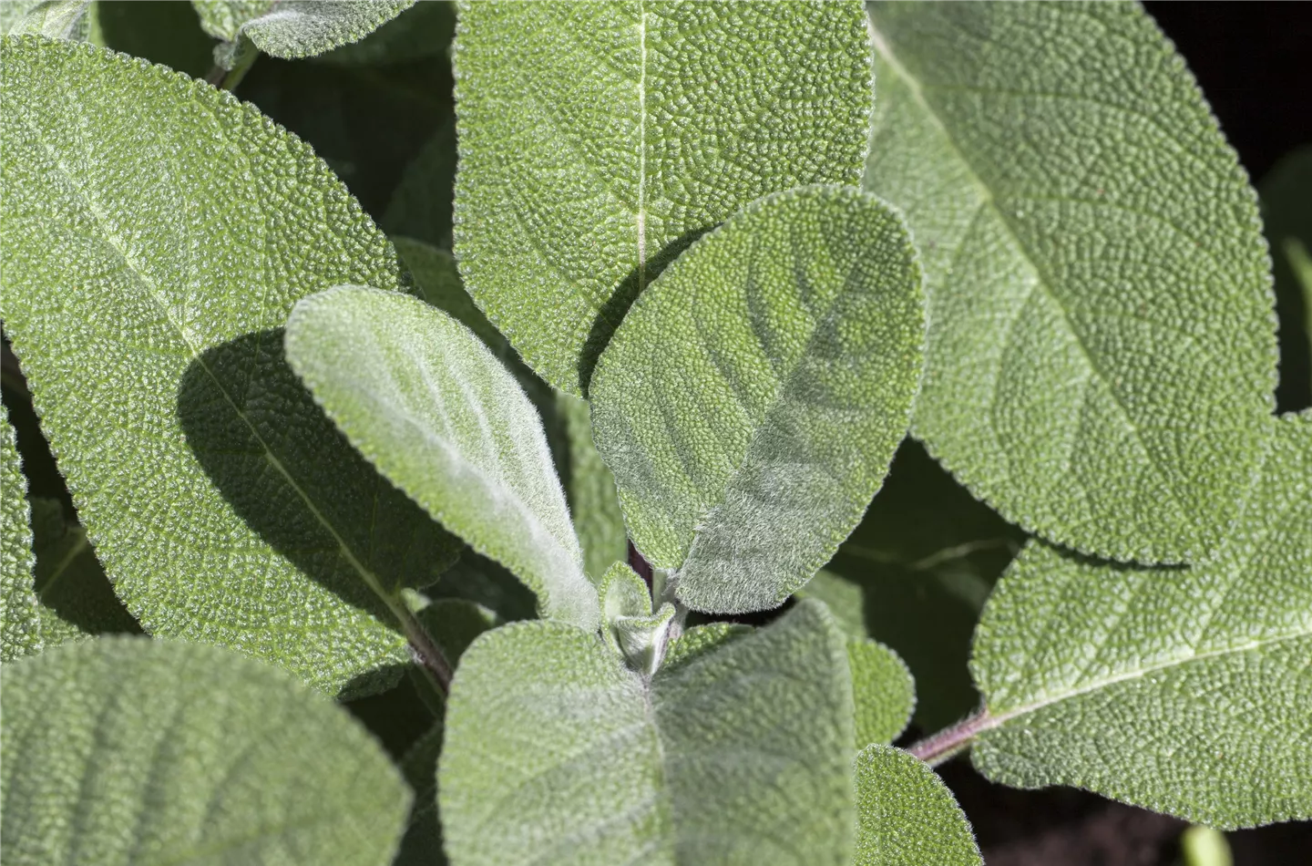 Salvia officinalis (GS430796.jpg)