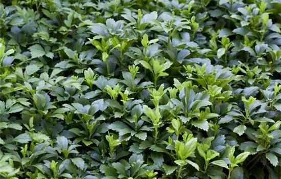 Pachysandra terminalis