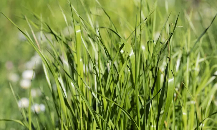 Mit unseren Akku-Grasscheren einen präzisen Rasenschnitt