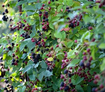 Rubus fruticosus 'Loch Ness'(s)