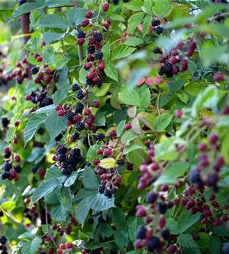 Rubus fruticosus 'Loch Ness'(s)