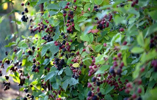 Rubus fruticosus 'Loch Ness'(s)