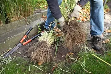 Gräser - Vermehren im Frühling