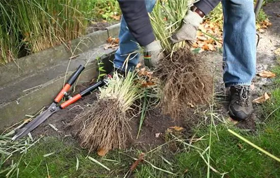 Gräser - Vermehren im Frühling