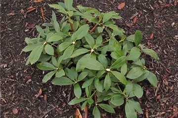 Rhododendron - Zurückschneiden im Frühling